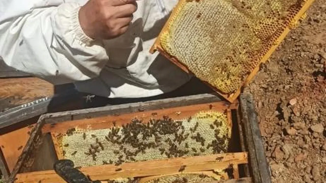 Gazipaşa'da arıcılar, yaylalarda bal sezonunu açtı: Verimli bir sezon müjdelendi mi?