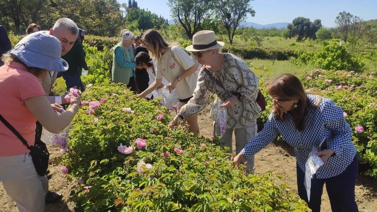 Isparta'da Gül Hasadı Don Nedeniyle Azaldı