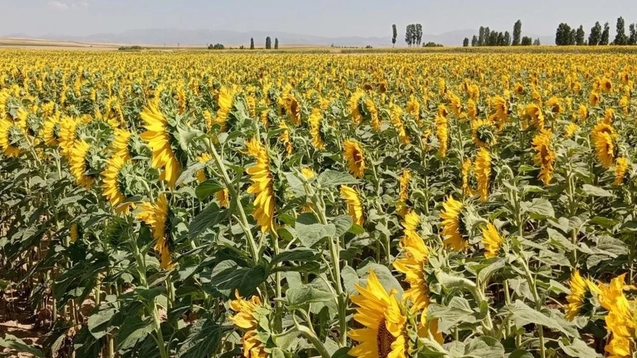 Söke'de çiftçilere ayçiçeği desteği! Hangi yöntemlerle üretim artacak?