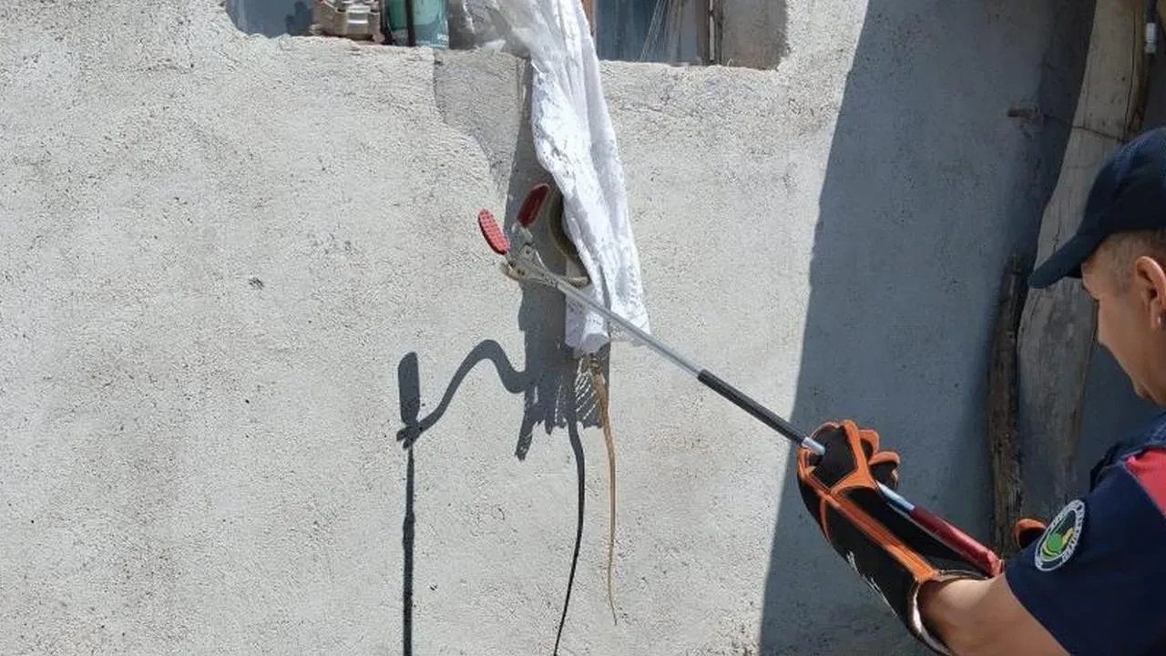 Çorum'da yılan paniği! İtfaiye ekipleri harekete geçti