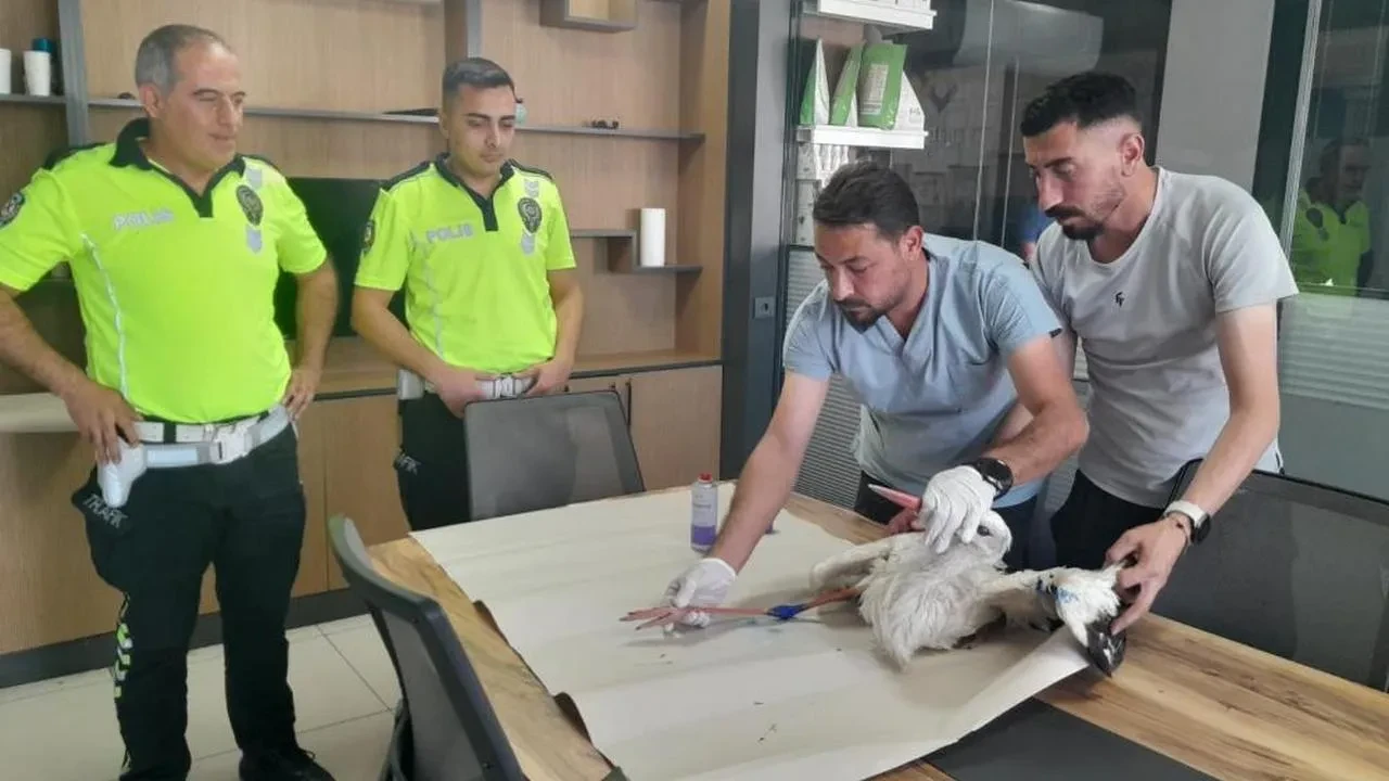Karapınar'da yaralı leyleğe polis şefkati