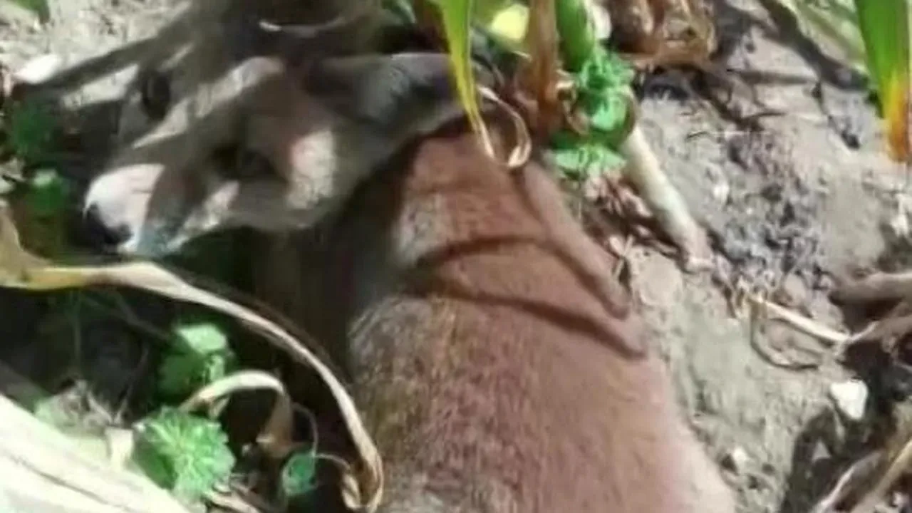 Bahçesine giren tilkiye böyle seslendi: "kanun namına teslim ol"