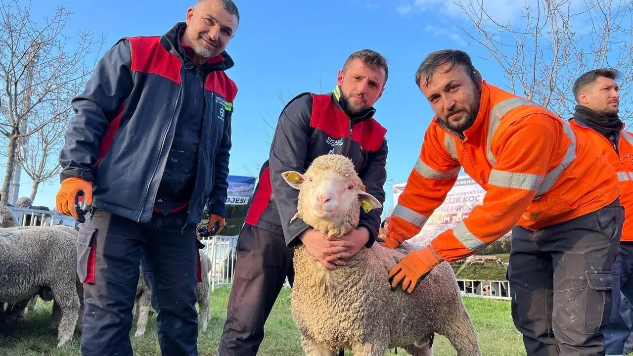 Kocaeli Büyükşehir Belediyesi merinos koç desteği başladı