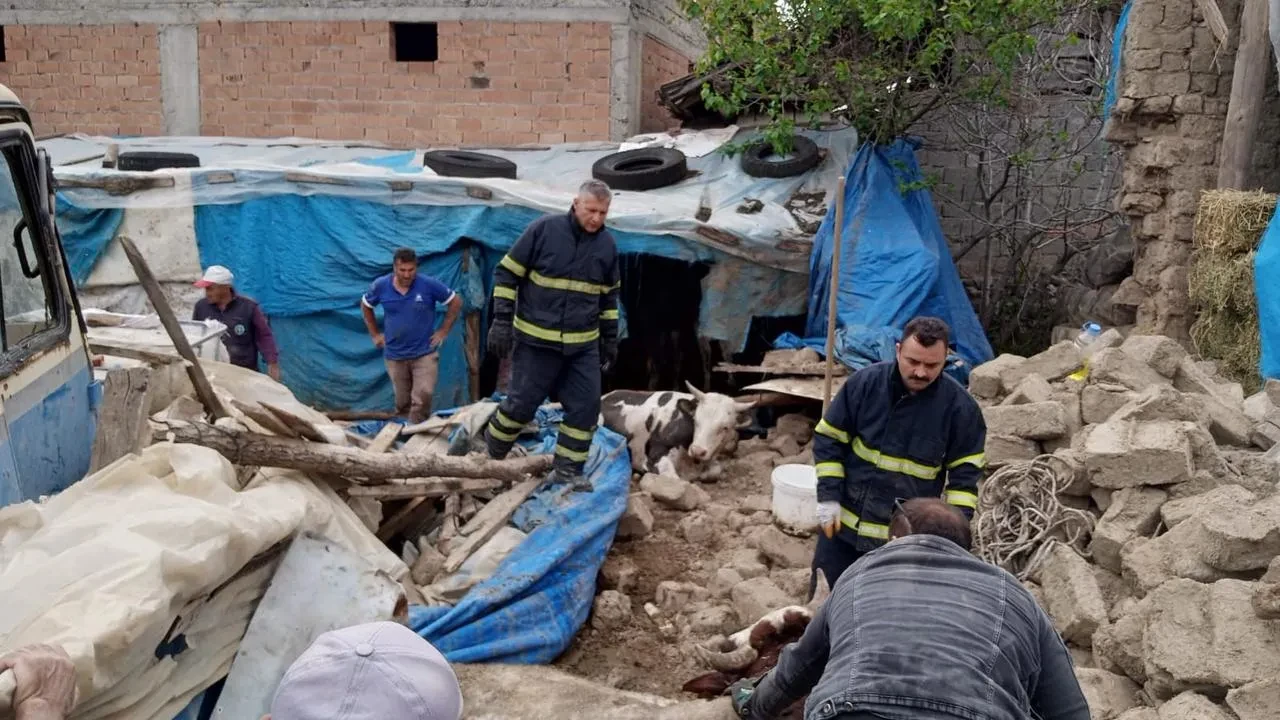Merzifon Aktarla köyünde çöken ahırdan hayvanlar çıkarıldı