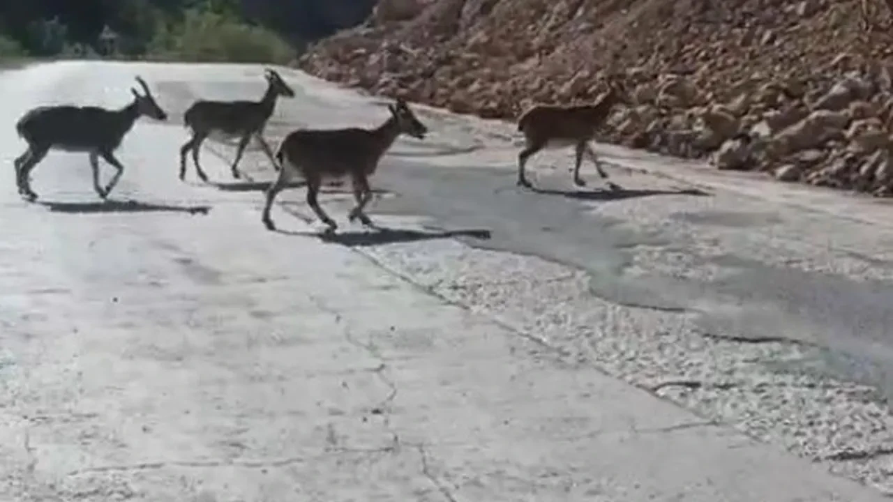 Vaşak ve dağ keçileri Gümüşhane'de gündüz yola indi! O anlar kaydedildi