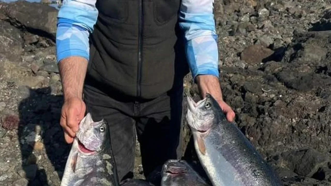 Kafesten kaçtılar ama oltadan kaçamadılar: Trabzonlu balıkçılar somonları tutmak için çabaladılar