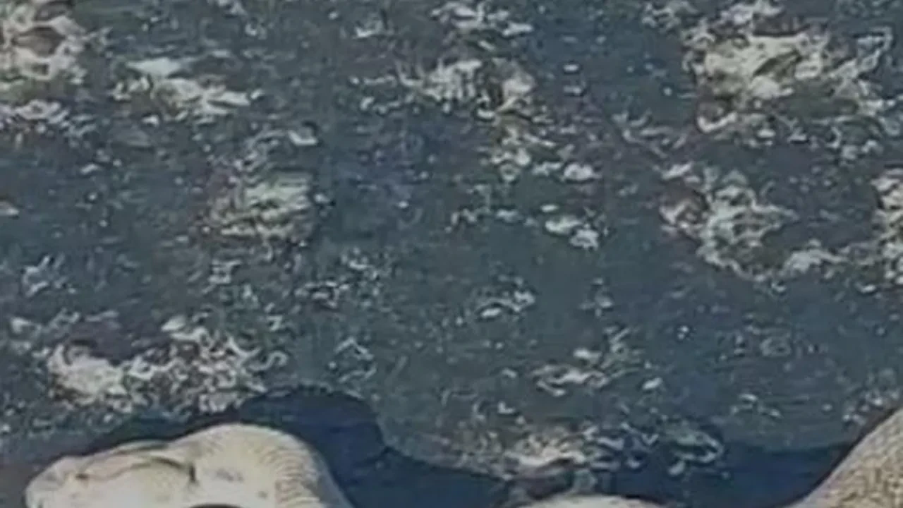 Elazığ'da Çiğdemlik köy yolunda dev engerek paniği