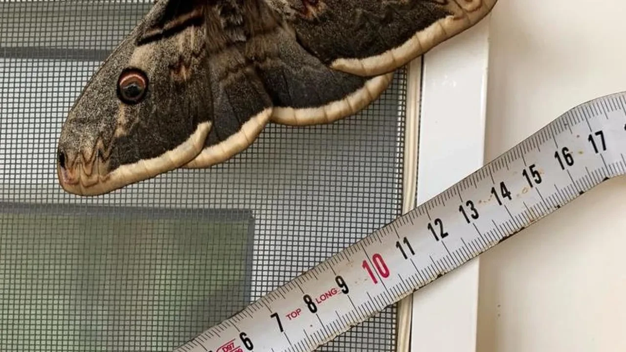 Sakarya'da Van Gogh'a ilham veren nadir 'tavus kelebeği' görüldü