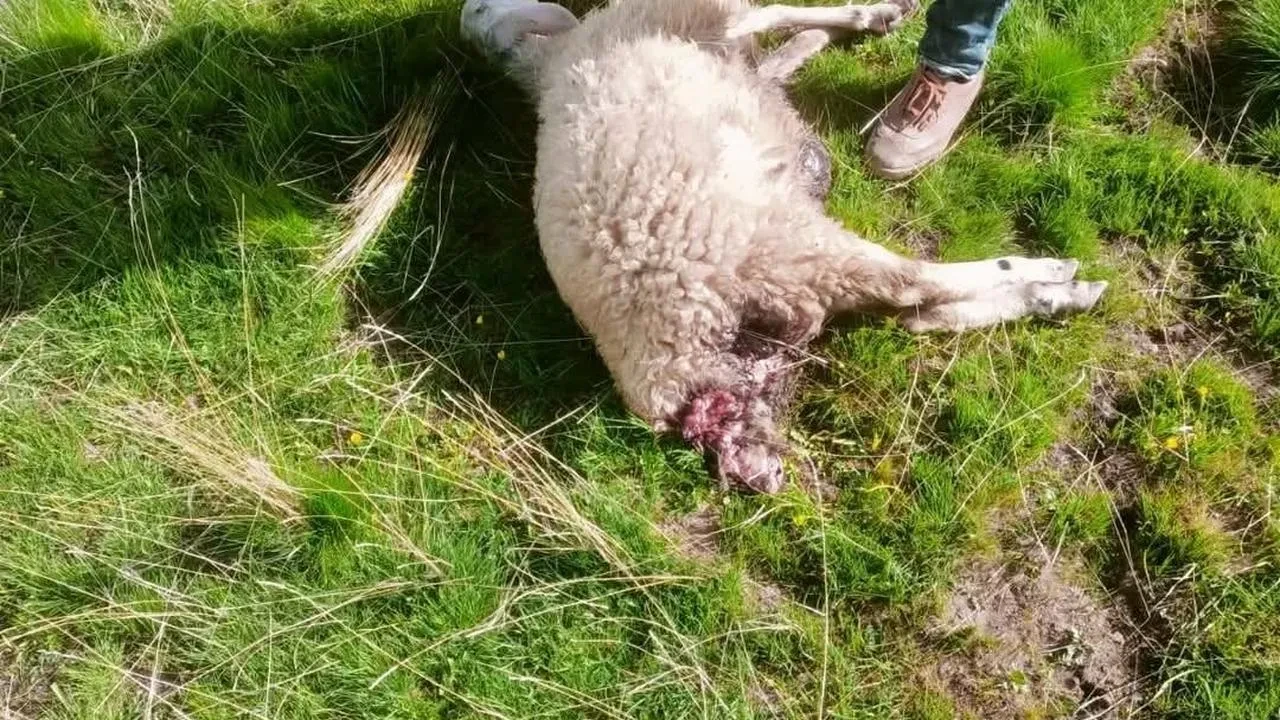 Vanda aç kurtlar küçükbaş sürüsüne saldırdı