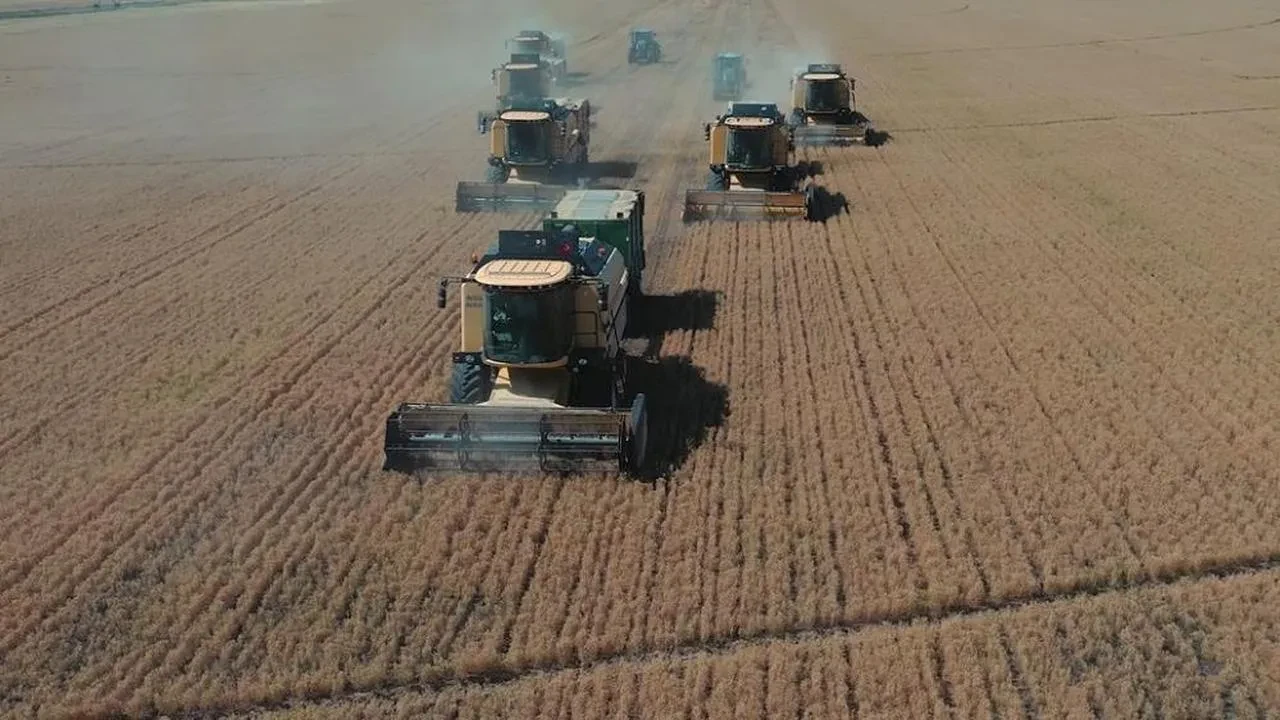 TİGEM Ceylanpınar'da yılın ilk hasadı başladı