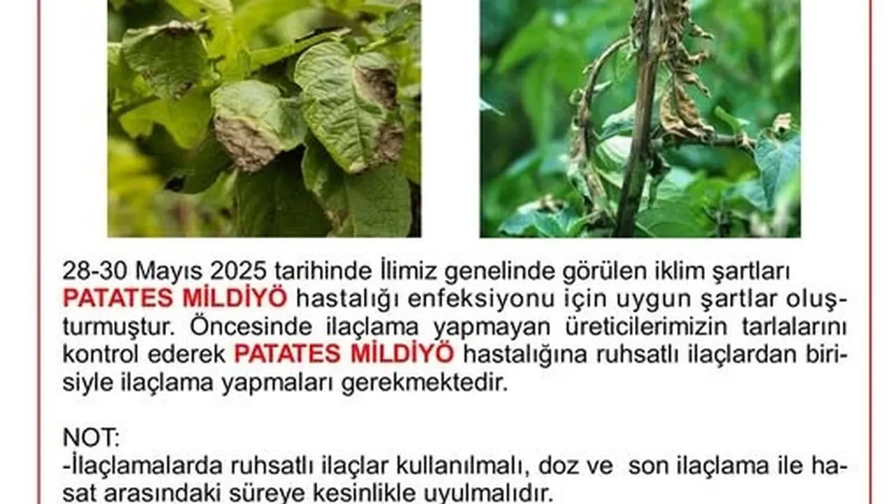 Niğde patates üreticileri mildiyö hastalığına karşı uyarıldı