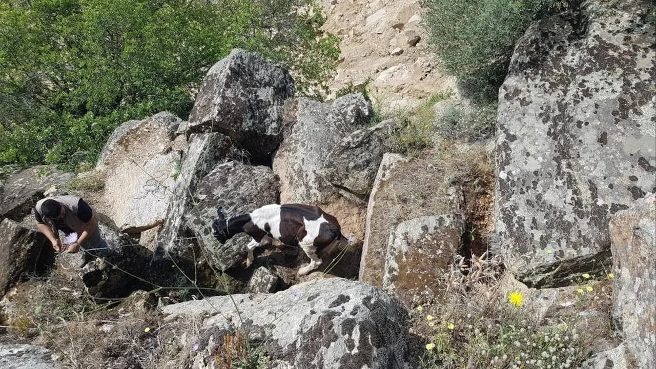 Koçarlı'da drone ile kaybolan inekler uçurumdan kurtarıldı