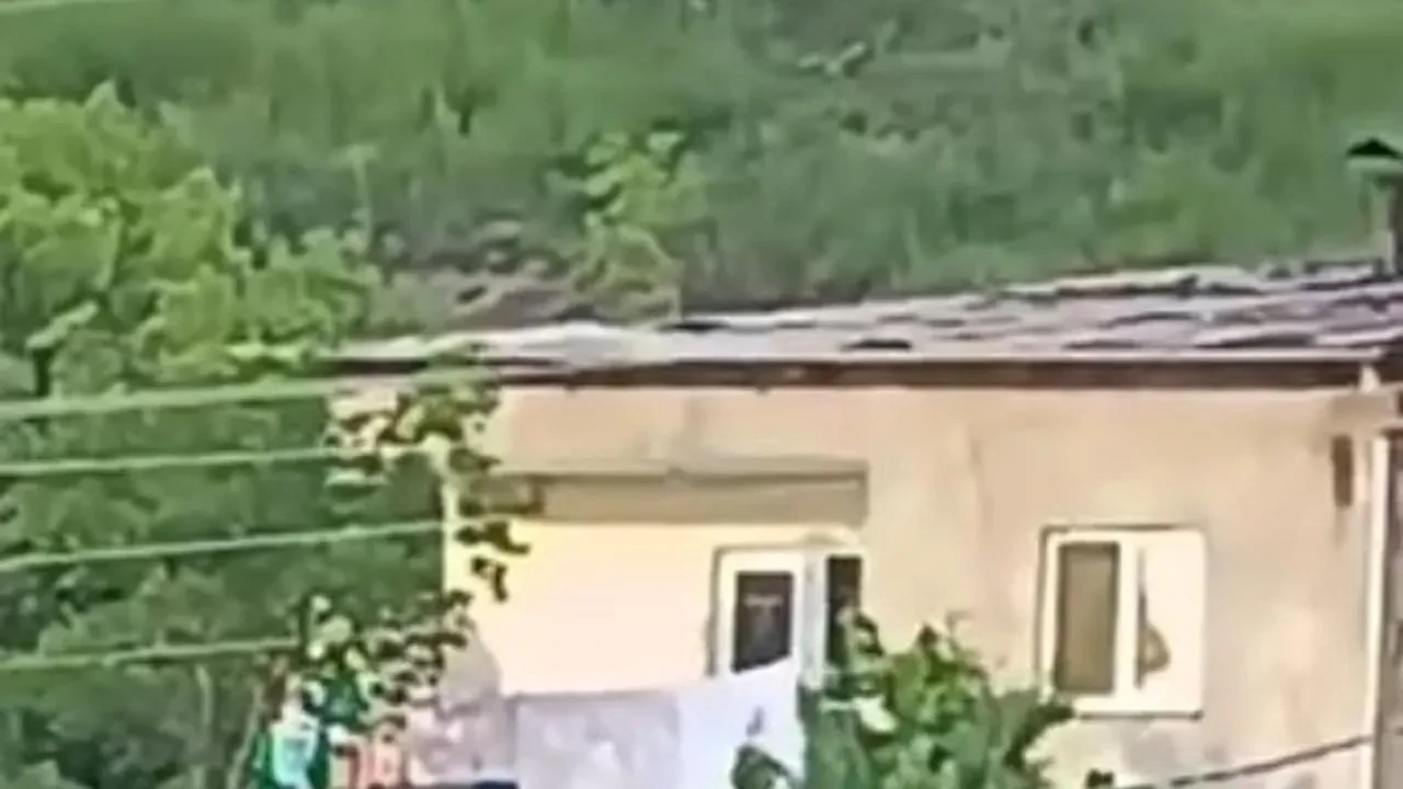 Gümüşhane'nin Eskibağlar Mahallesi'nde ayı paniği yaşandı