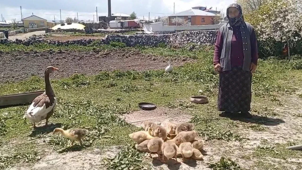 Kars'ta kaz, gram altınla yarışıyor: Vatandaşlar biliklere çocuğu gibi bakıyor
