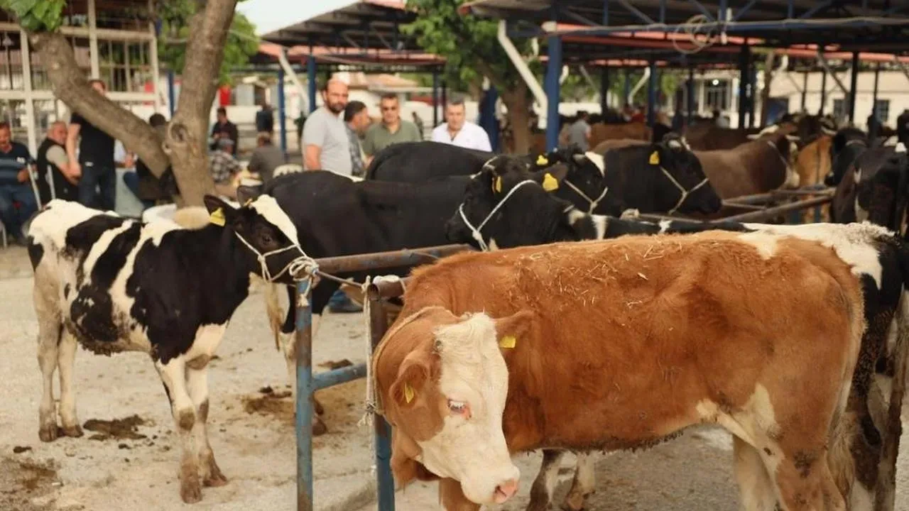 Muğla'da Kurban Bayramı için kesim ücretleri açıklandı