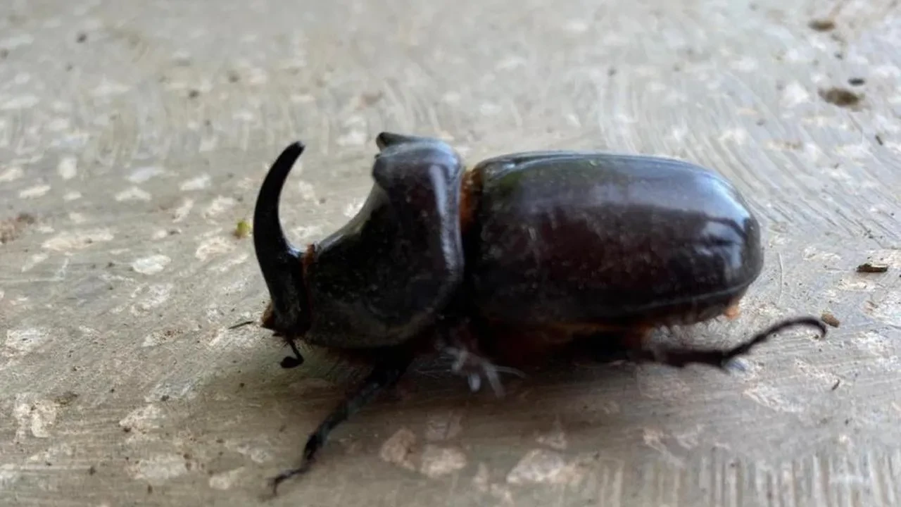 Dünyanın en güçlü böceği Manisa'nın Salihli ilçesinde bulundu