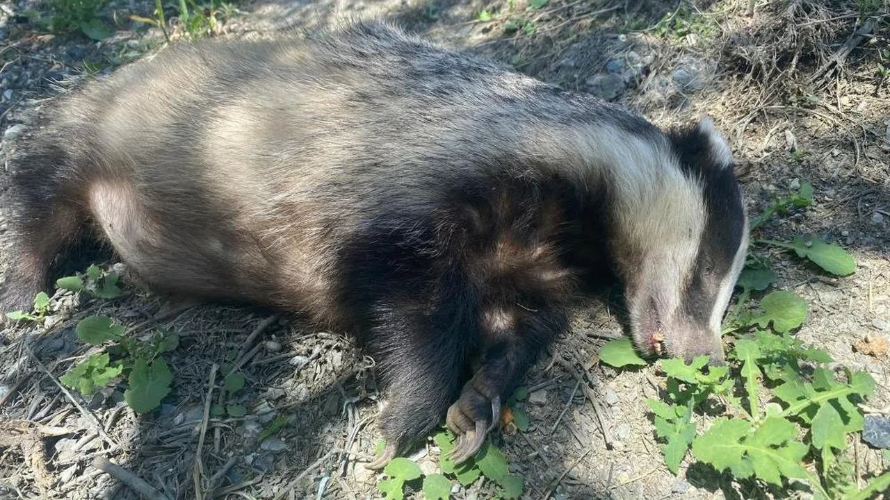 Nesli tükenen Avrupa porsuğu Bursa'da ölü bulundu