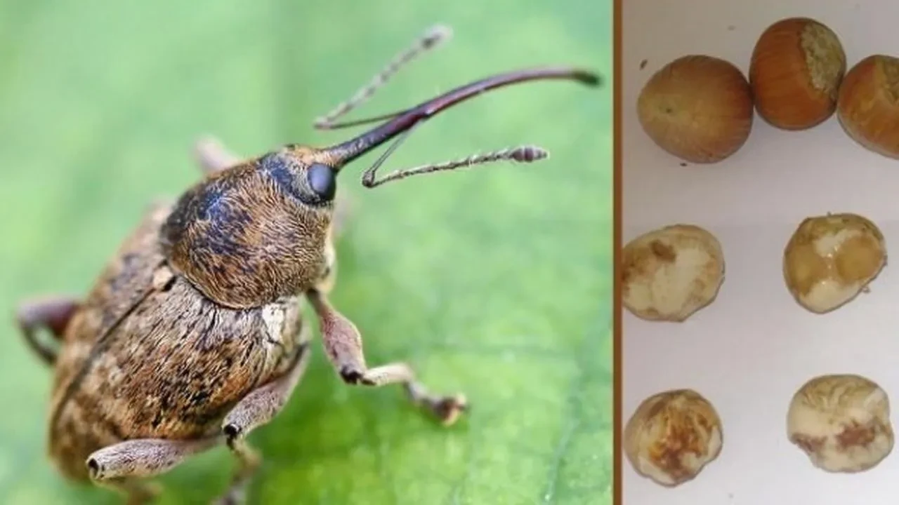 Fındık Kurdu İle Mücadele Zamanı