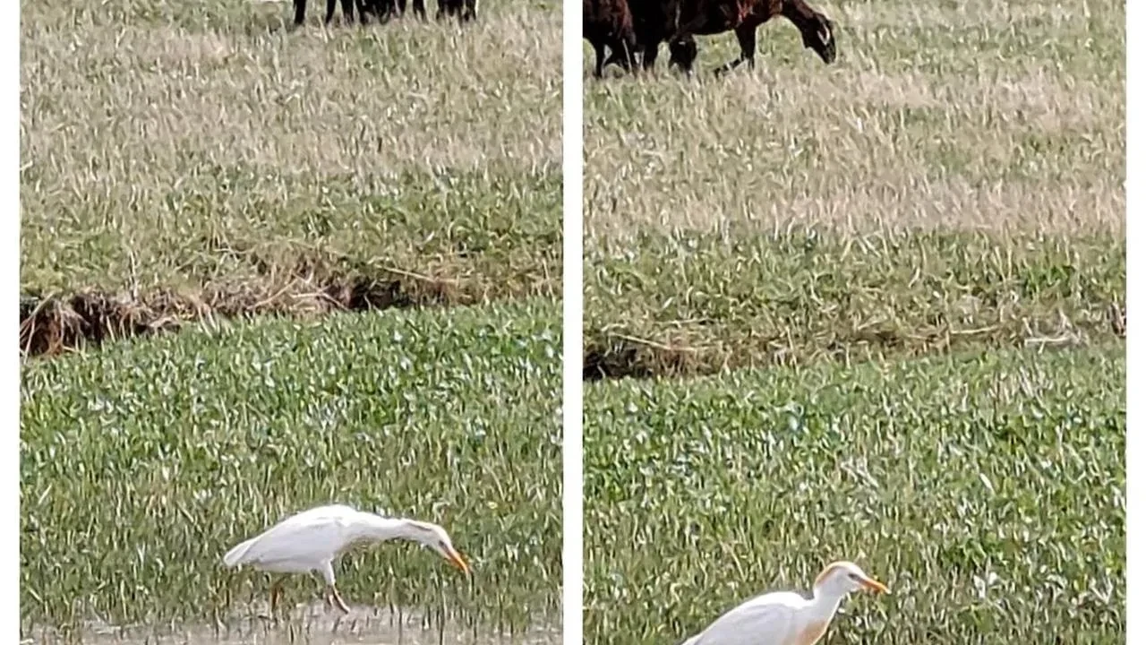 Diyadin'de nadir Sığır Balıkçılı kuşu görüntülendi! Bu beklenmedik an, doğaseverleri heyecanlandırdı