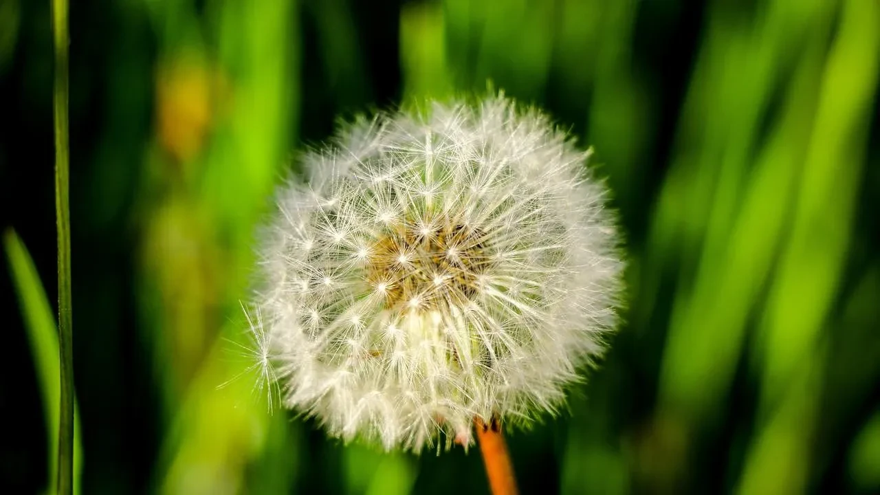 Sakin şehir Şavşat yaz manzarasıyla büyülüyor