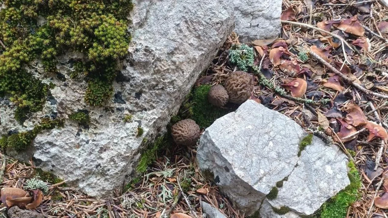 Kuzugöbeği mantarında bereket dönemi: Yağışlar toplayıcıları sevindirdi