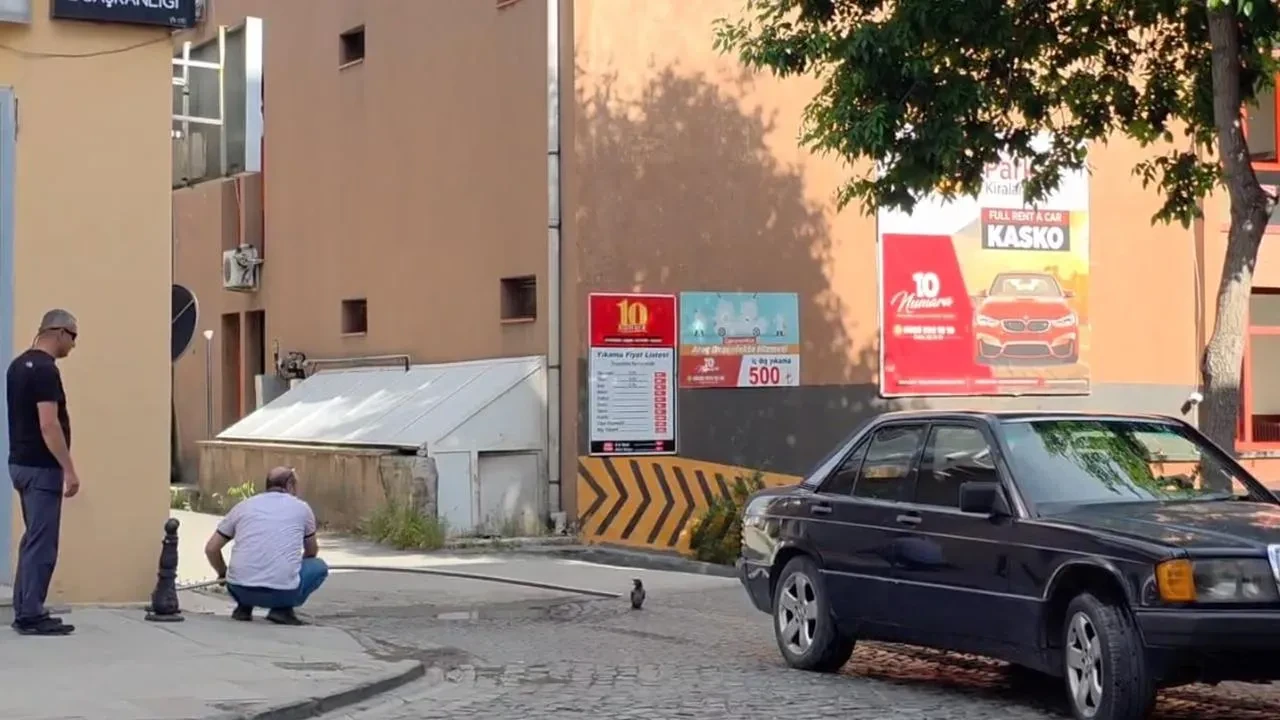 Erzincanda anne karga yavrusuna nasıl kavuştu