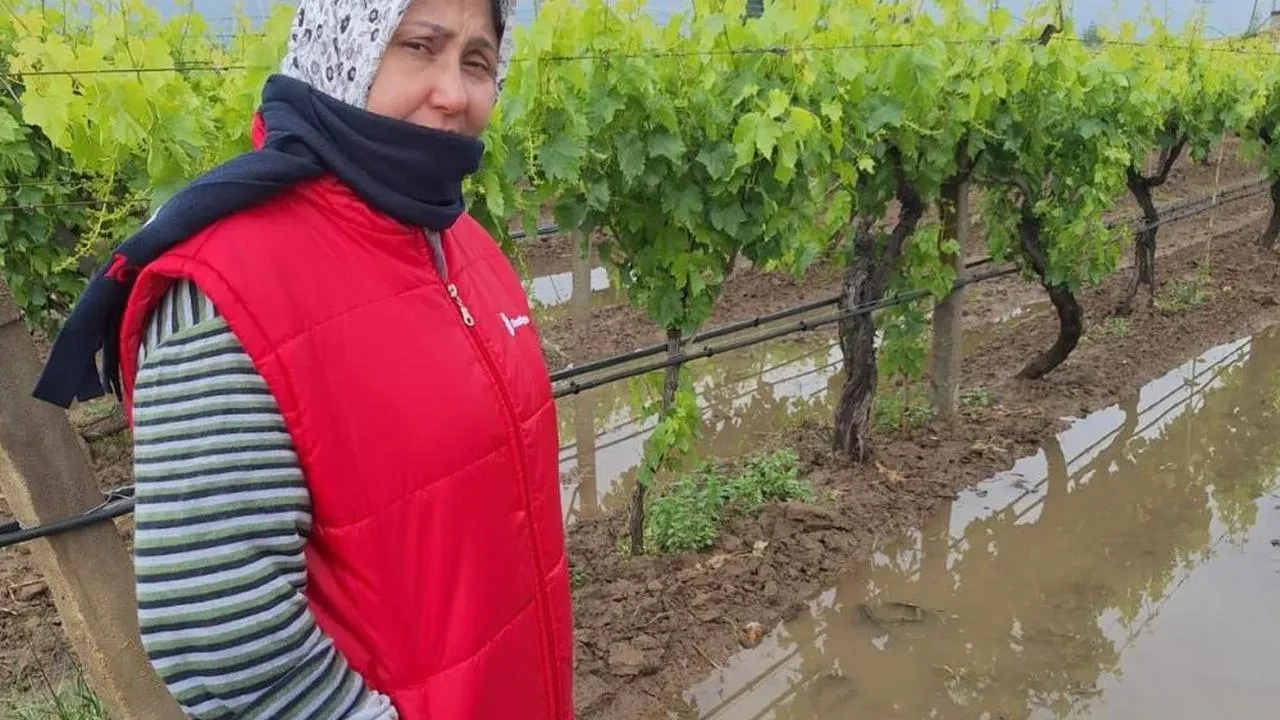 Bahar yağmurları üreticiyi sevindirdi: Manisa'da üzüm bağları can suyu buldu