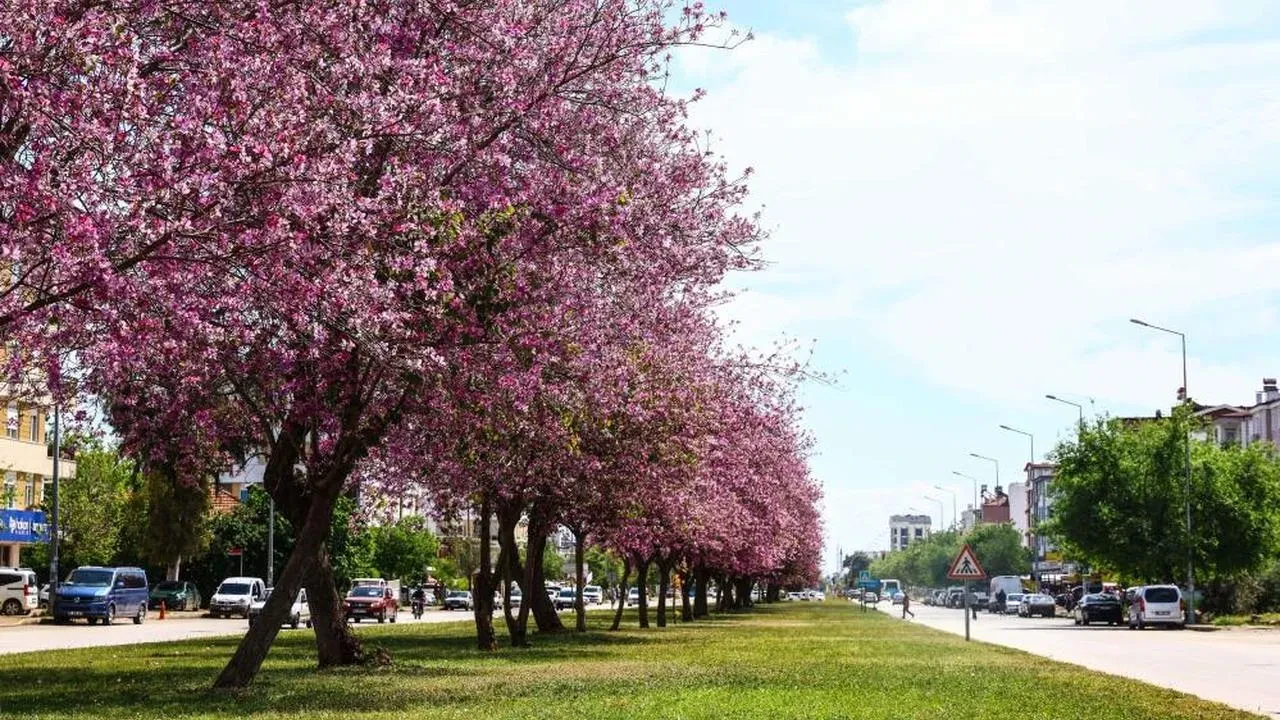 Antalya yaz renklerine bürünüyor: 4 milyon yazlık mevsimlik çiçekle şehir güzelleşiyor
