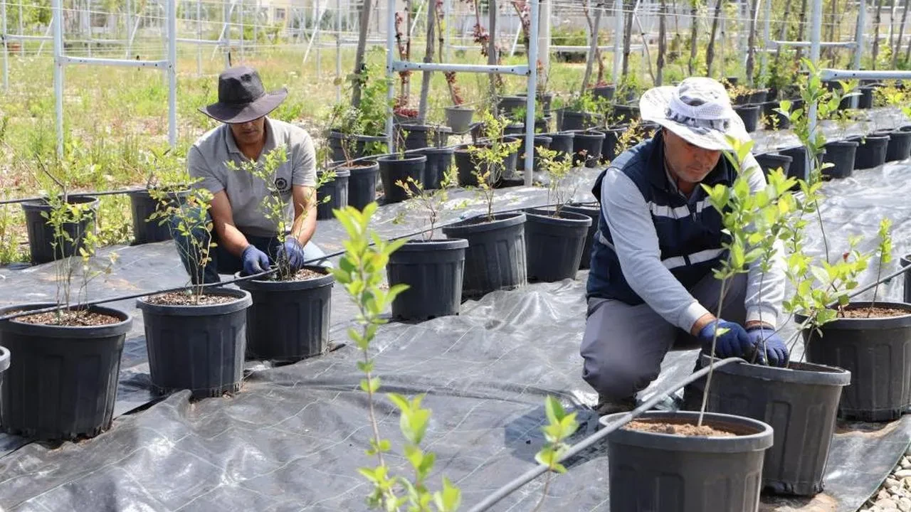 Diyarbakır'da tarımda yeni dönem: Aronya ve yaban mersini üretim projesi kadınları güçlendirecek