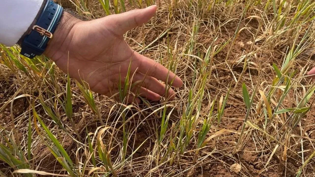 Şırnak'ta susuz tarım ürünlerinde erken kuruma başladı: Kuraklık riski endişelendiriyor