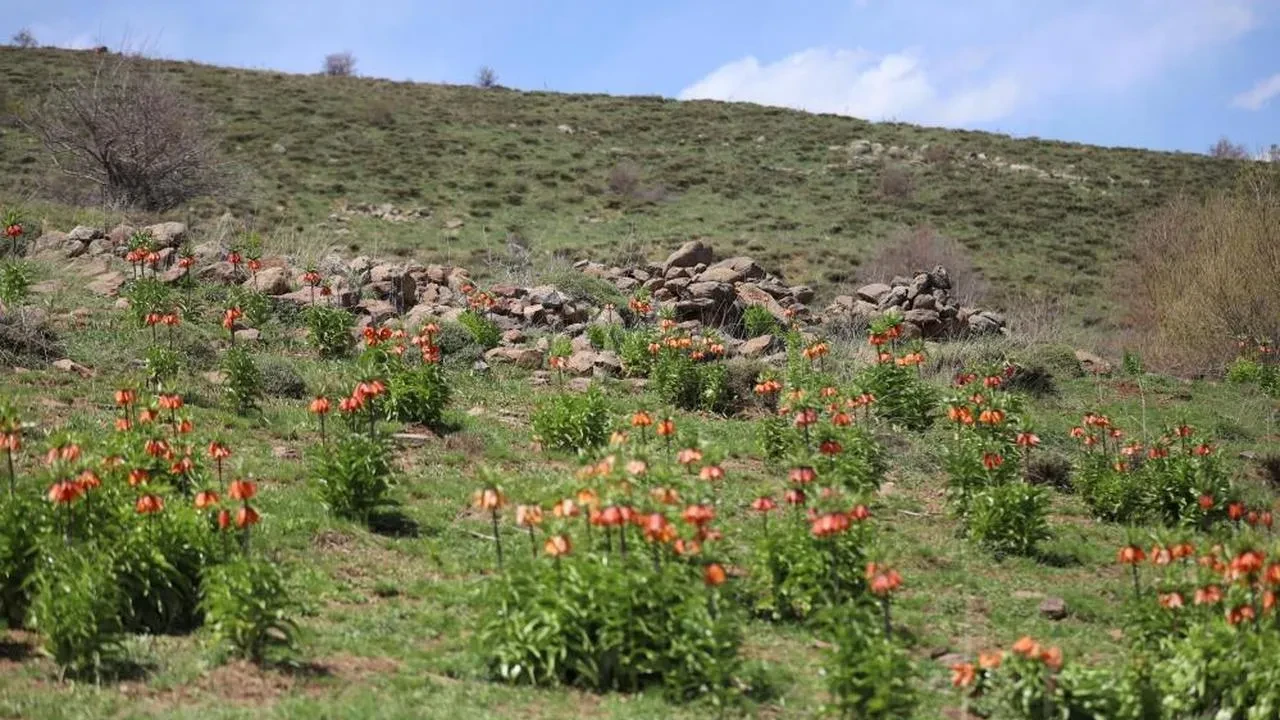 Ters laleler açtı, cezalar dudak uçuklattı: 2025 itibarıyla koparma cezası belli oldu