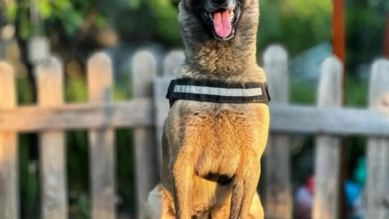 AKUT'un kahraman köpeği Bob hayata veda etti