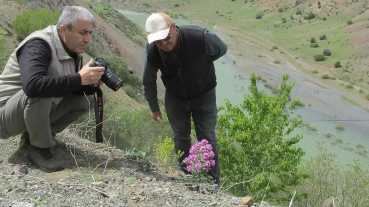 Elazığ'da Allı Gelin bitkisi üzerine önemli izleme çalışması: Bölgenin doğal zenginliğini koruma çabası