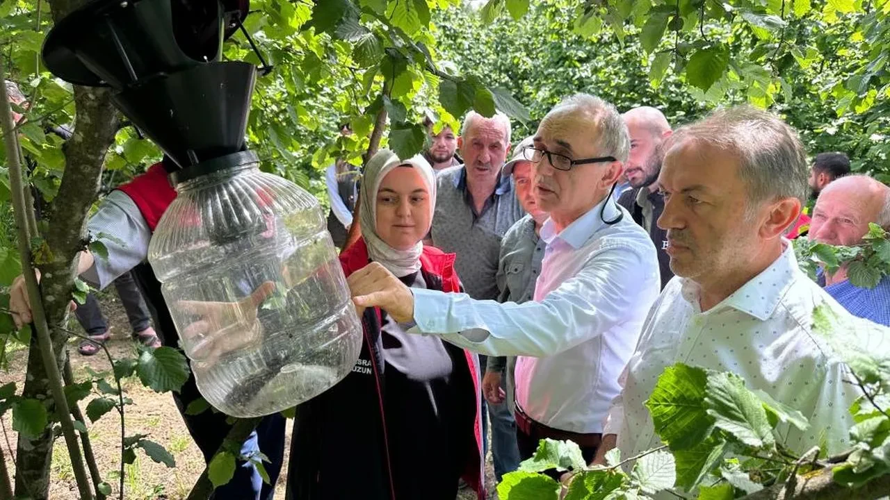 Kahverengi kokarca için 145 tuzak asıldı: Düzce'de kahverengi kokarca ile mücadele sürüyor