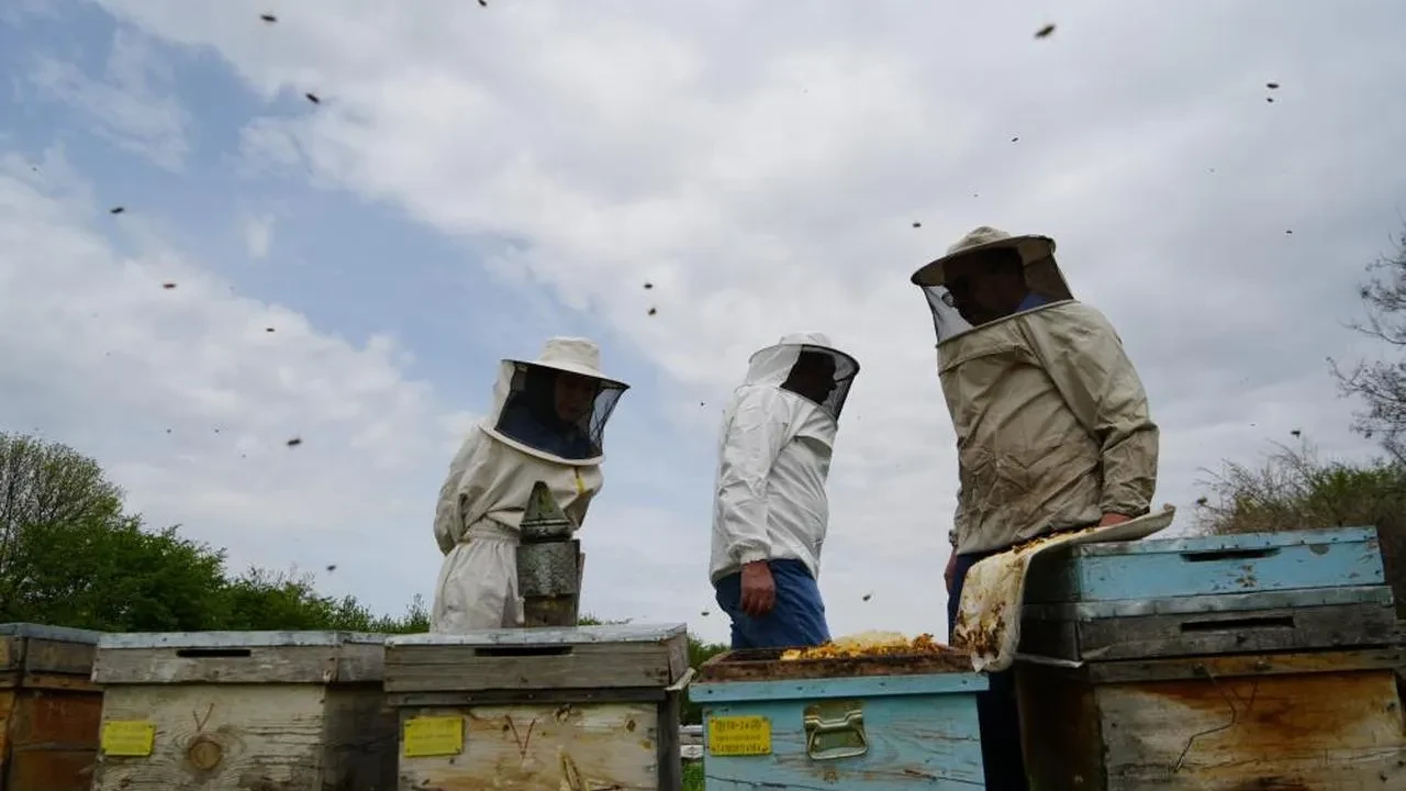 Erzincan'da arıcılıkta büyük sıçrama: 1 milyon kilogram bal üretildi! Peki, Erzincan balının sırları neler?