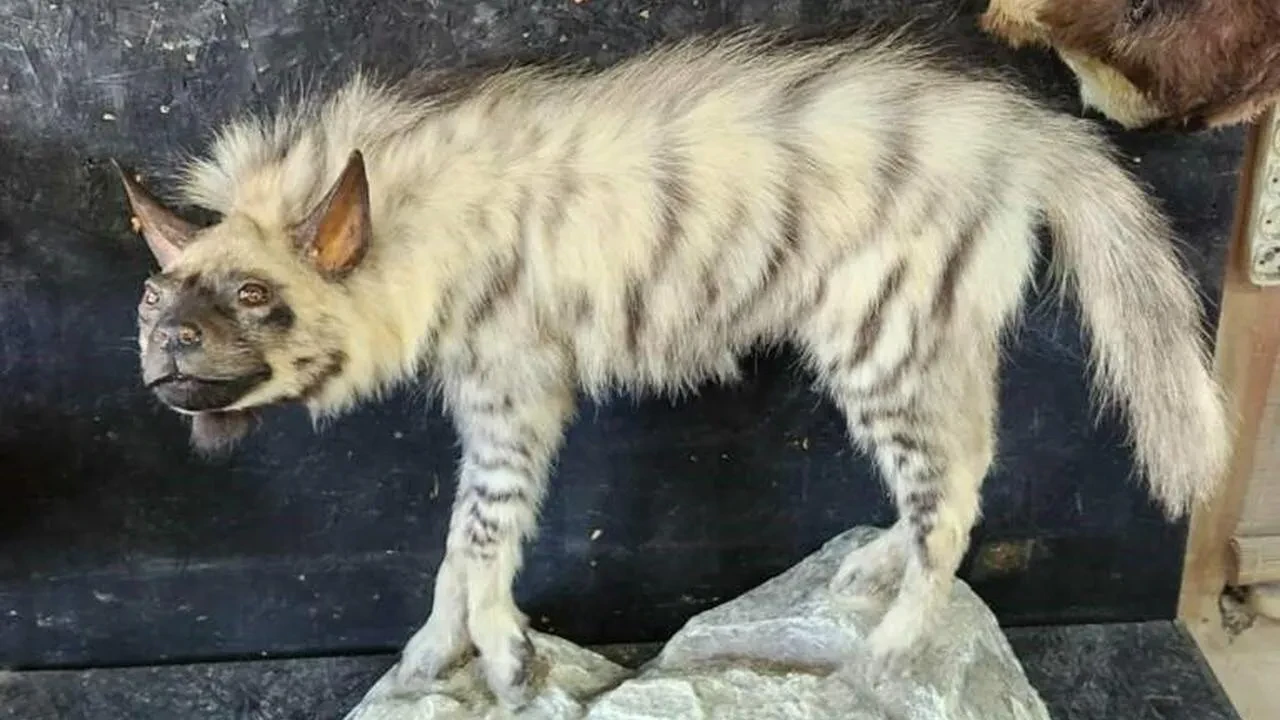 Adıyaman'daki ölü çizgili sırtlanın tahniti yapıldı! Doğal Sırtlan Müzesi ne zaman açılacak?