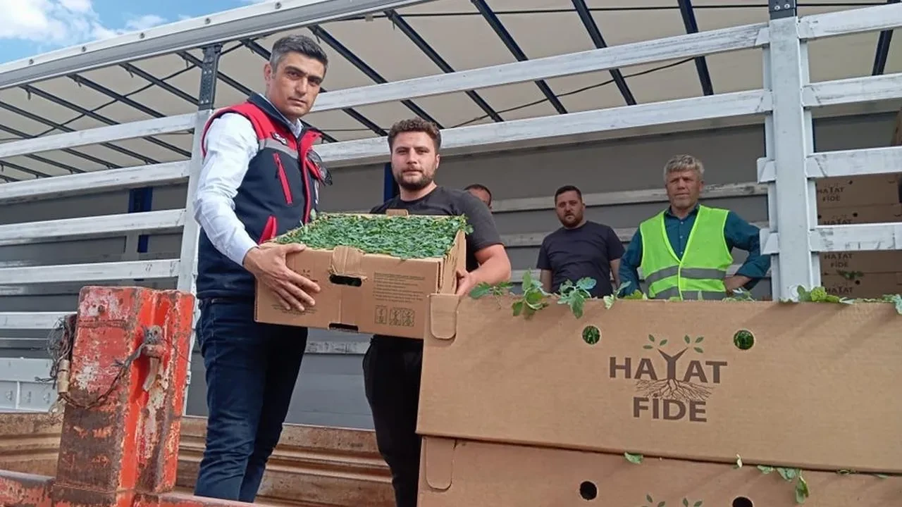 Afyonkarahisar'da domates üretimi için 2 milyon TL'lik dev destek: Çiftçilere %50 hibe ile yüksek kaliteli fideler