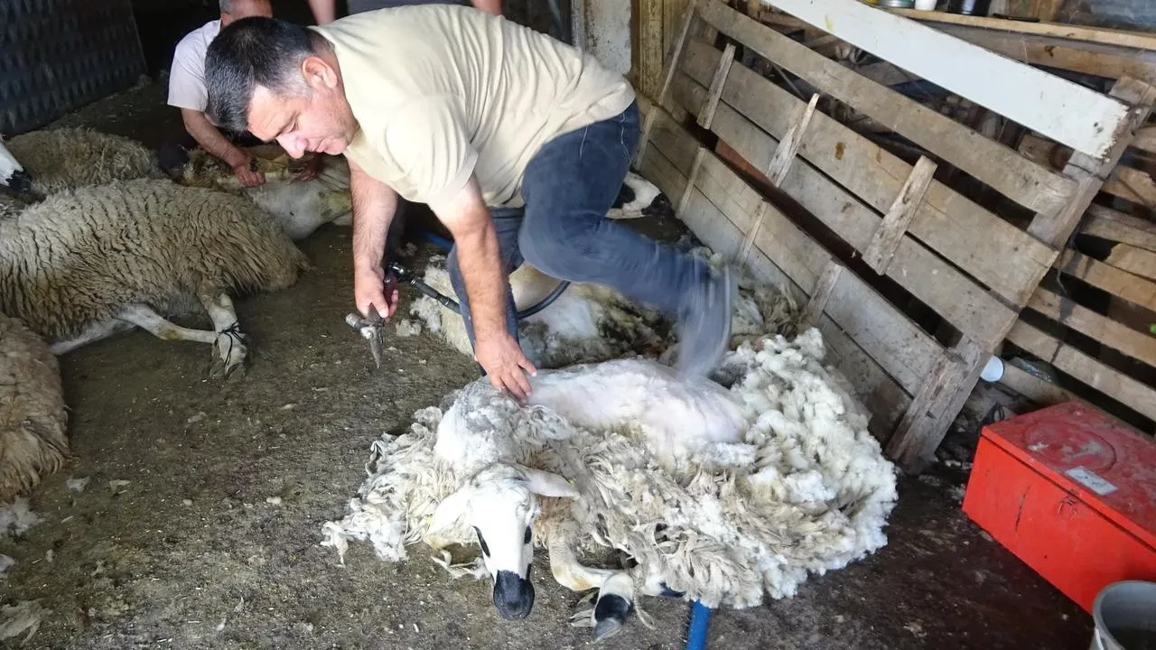 Yozgat çiftçileri geleneksel koyun kırkım sezonunu başlattı