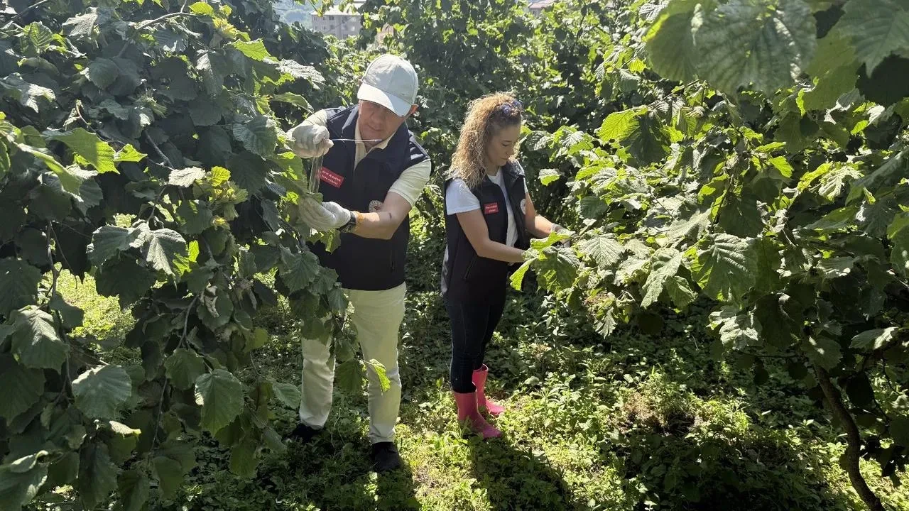 Giresun fındığını Samuray Arıları ile korumaya başladı