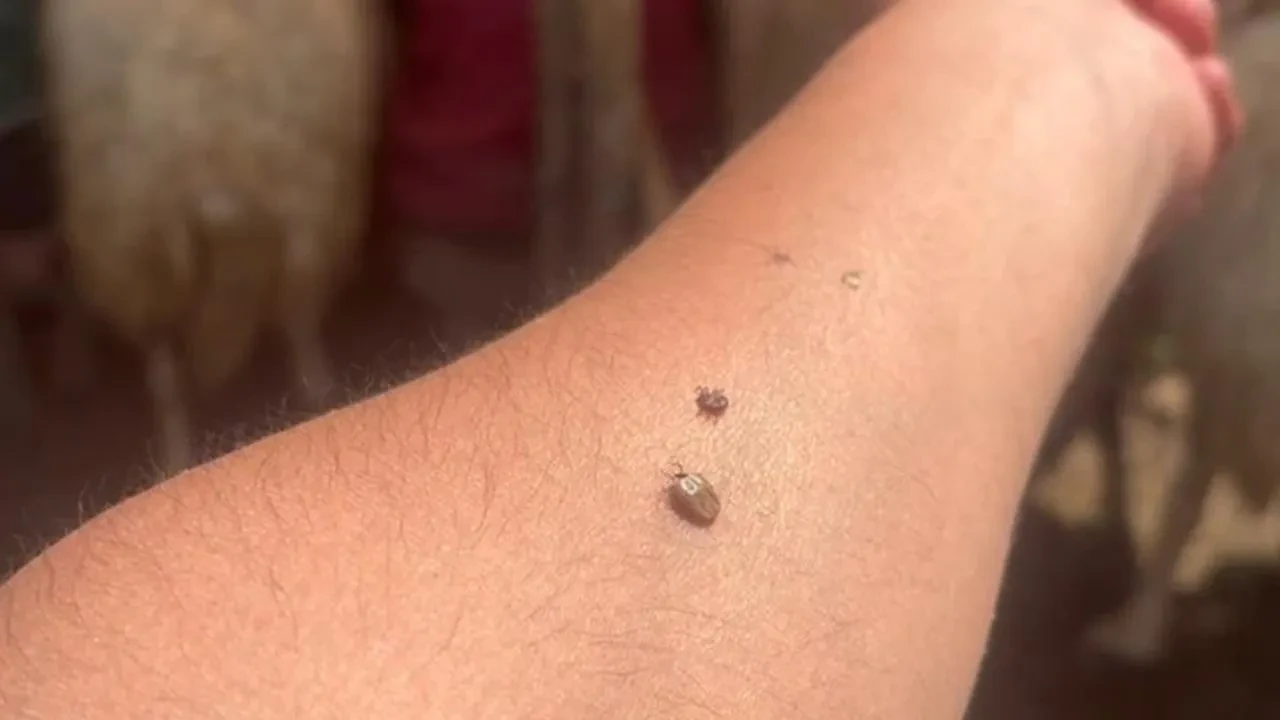 Erzincan KKKA vakaları için kritik önlemler alınıyor