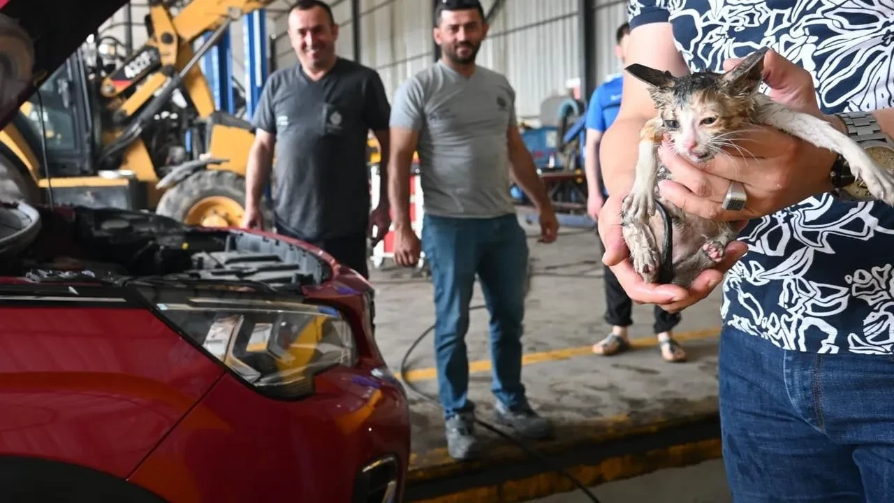 Yavru kedi Başiskele Belediyesi ekipleri tarafından kurtarıldı