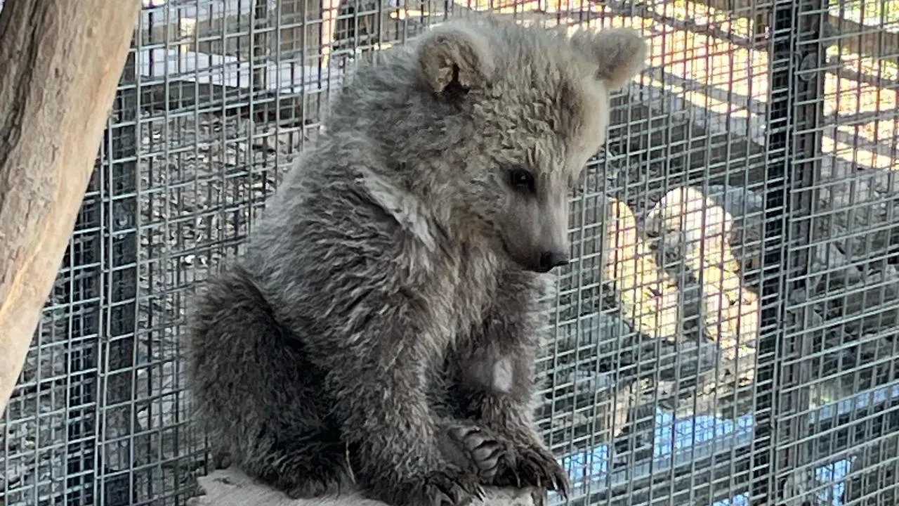 Yaralı yavru ayı Erzurumdan Sakarya Gölya Parka getirildi