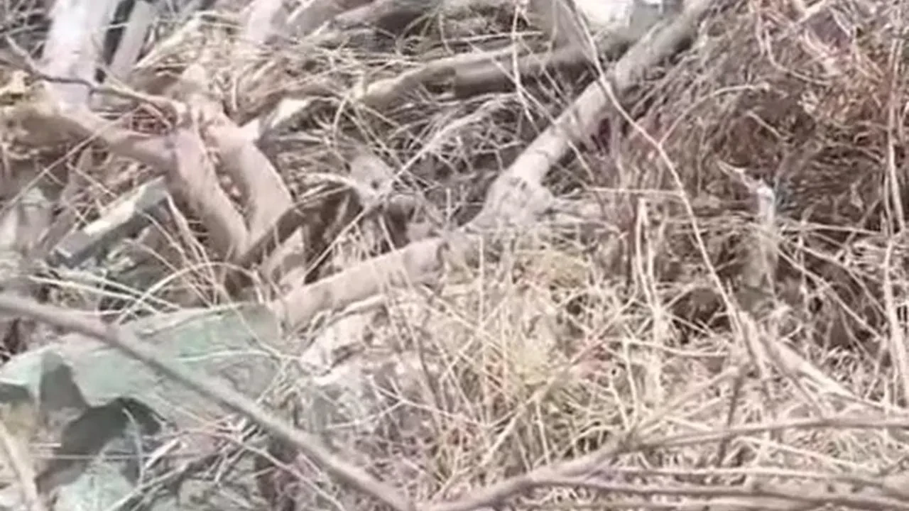 Hatayın Arsuz ilçesinde çiftleşen yılanları görüntüledi