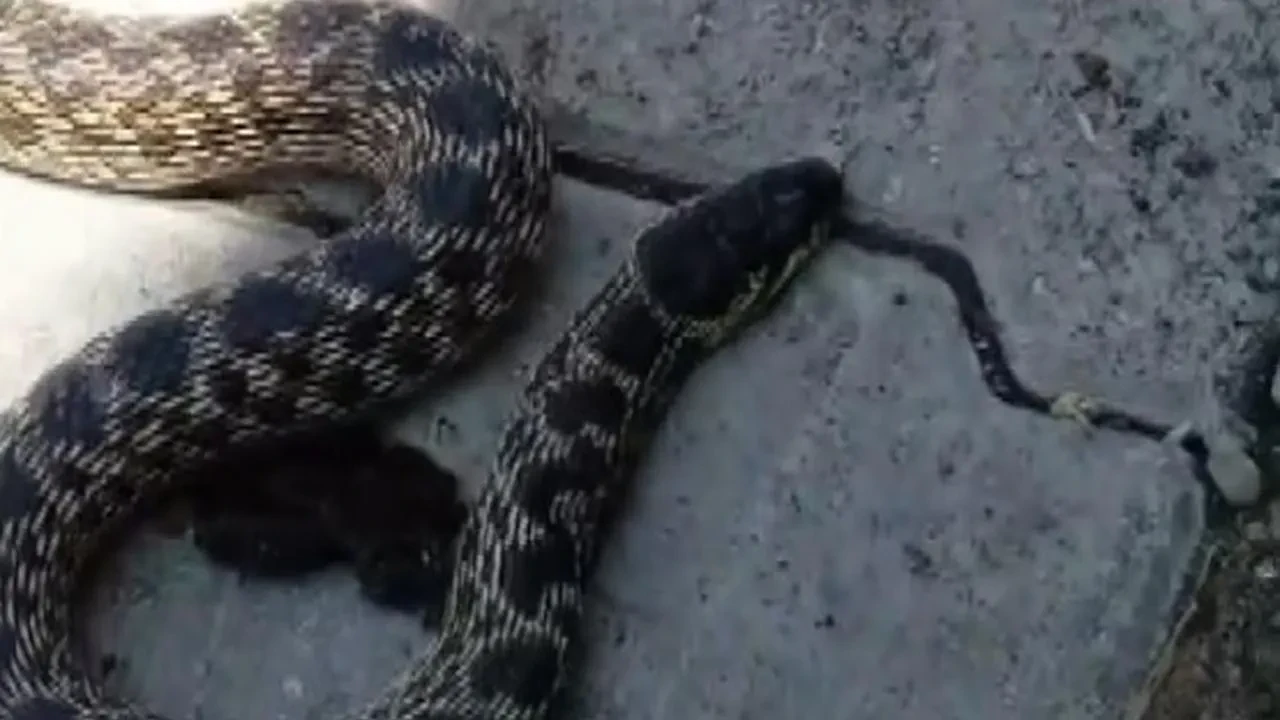 Erzincanlı çiftçi kümesteki yılanı doğaya bıraktı