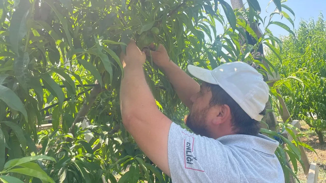 Bursa Gürsu meyve işçileri günde 1200 lira kazanıyor