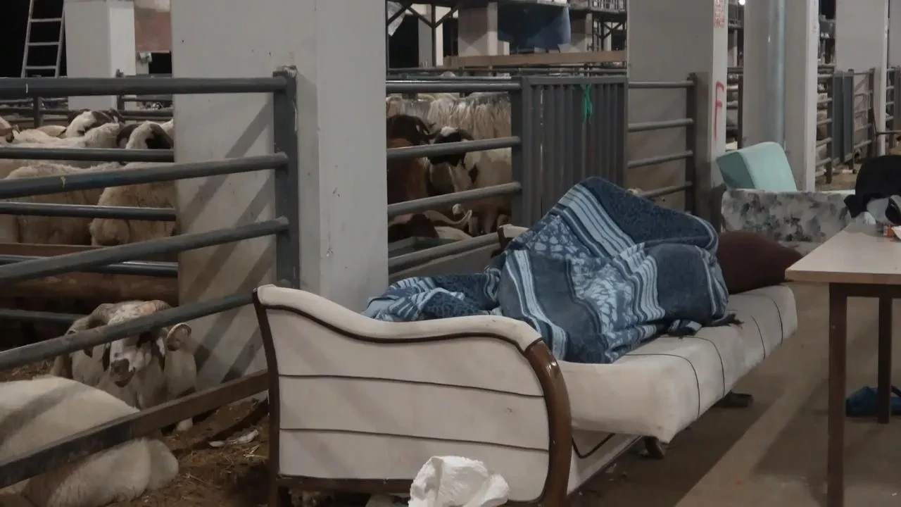 Bursada satıcılar kurbanlık koyunlarla birlikte nöbet tutuyor