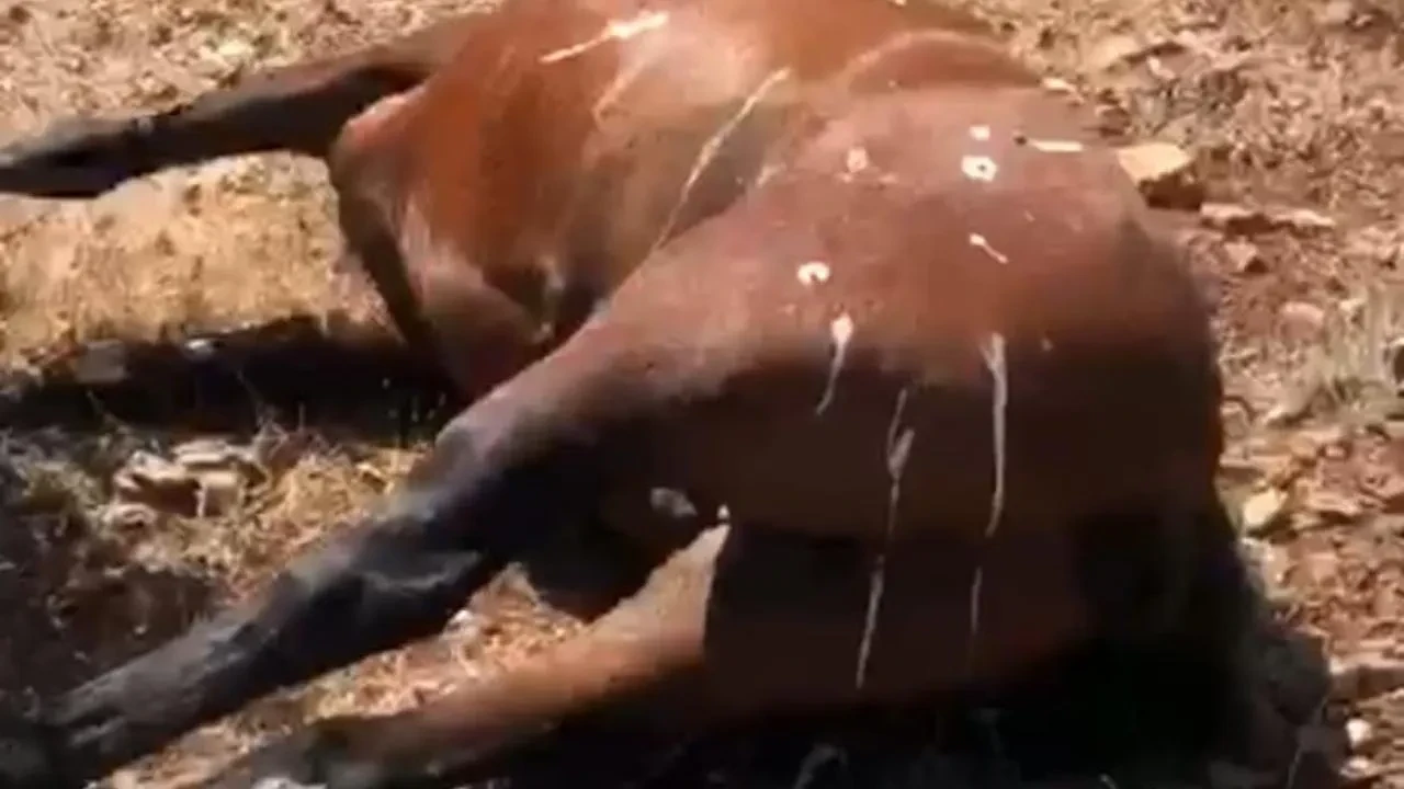 Batmanda yılkı atlarının öldürülmesi soruşturmaya bağlandı