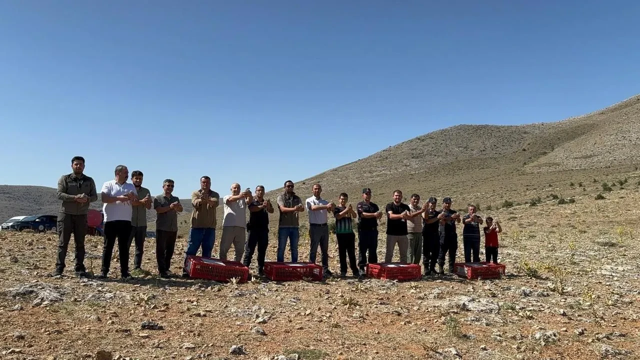 Süne böceğine karşı Arayıt Dağına keklikler salındı
