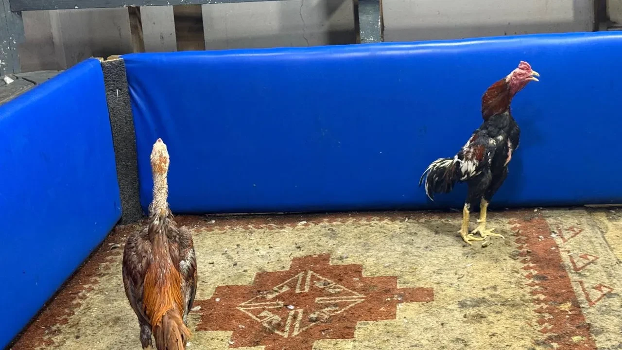 Adanada horoz dövüşü yapılan kahvehane polis baskınıyla kapatıldı