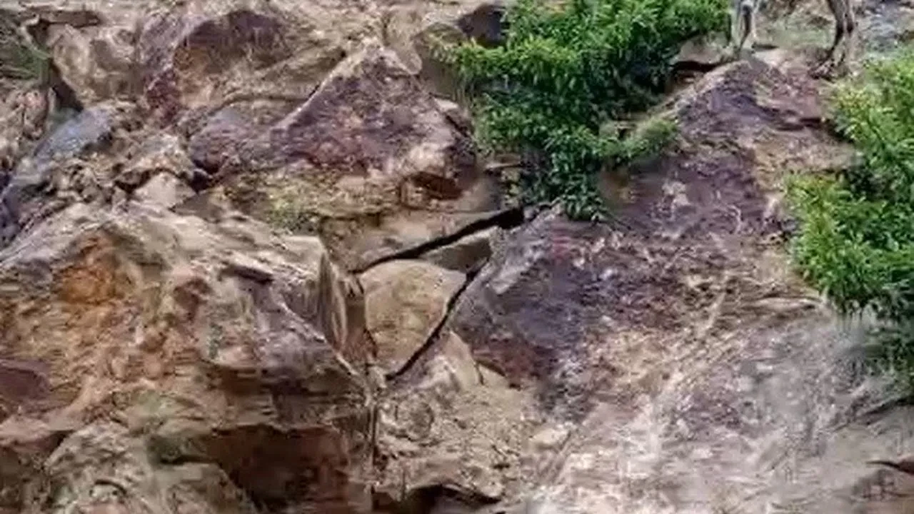 Bayburtlu vatandaş dağ keçileriyle sohbet ediyor keşfedin